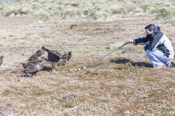 Striated Caracaras