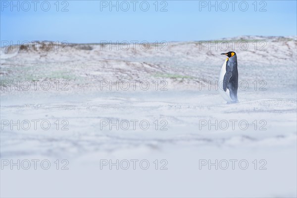 King penguin