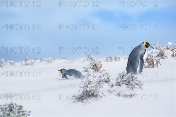 King penguins