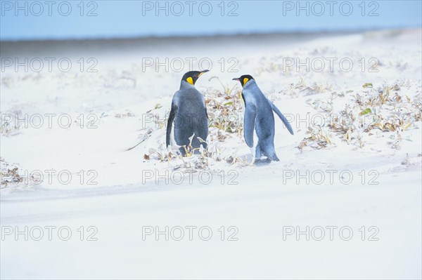 King penguins