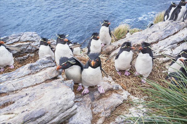 Group of rockhopper penguins