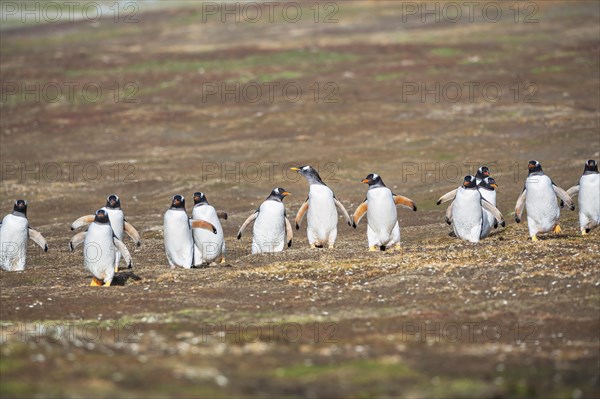 Gentoo Penguins