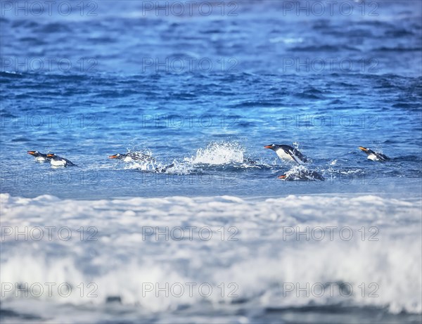 Gentoo penguins