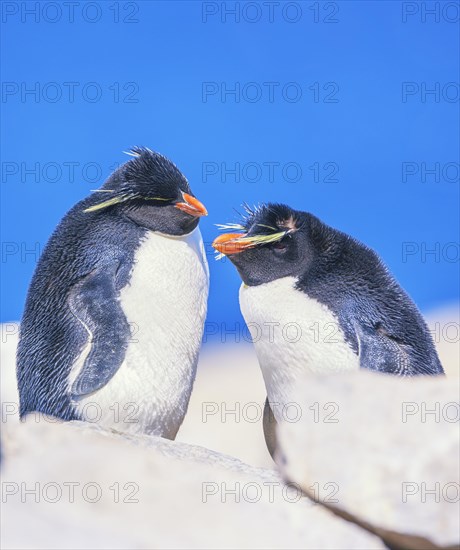 Rockhopper penguins