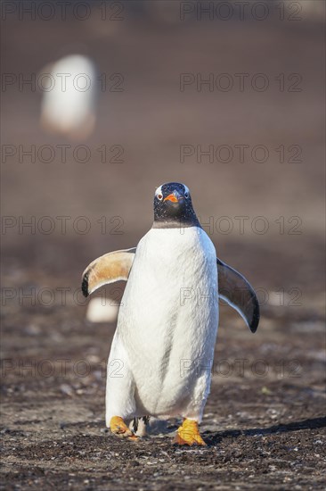 Gentoo Penguin