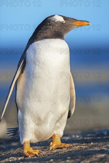 Gentoo Penguin