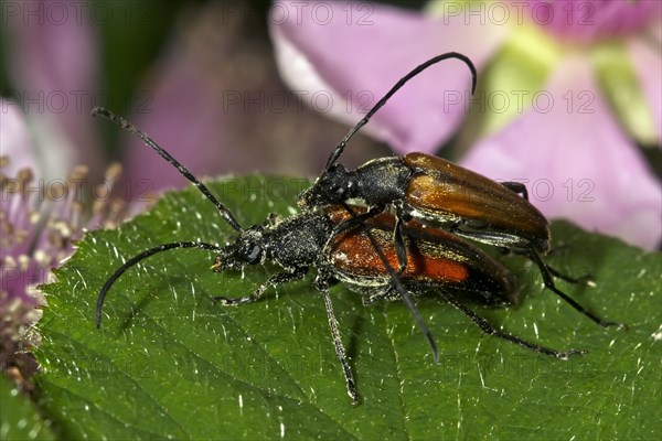 Black-striped longhorn beetle