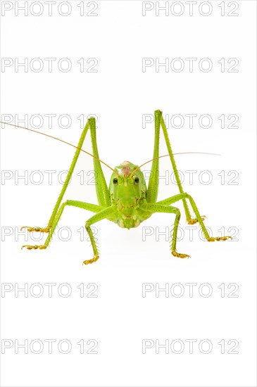 Green grasshopper