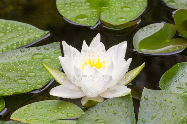 Flowering european white water lily