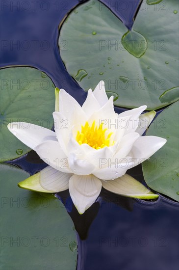 Flowering european white water lily