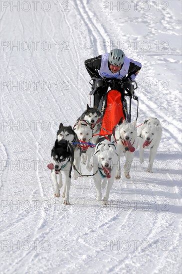 Musher with sled dog team