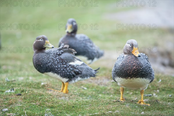 Steamer ducks