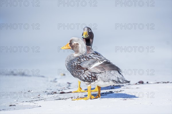 Steamer ducks