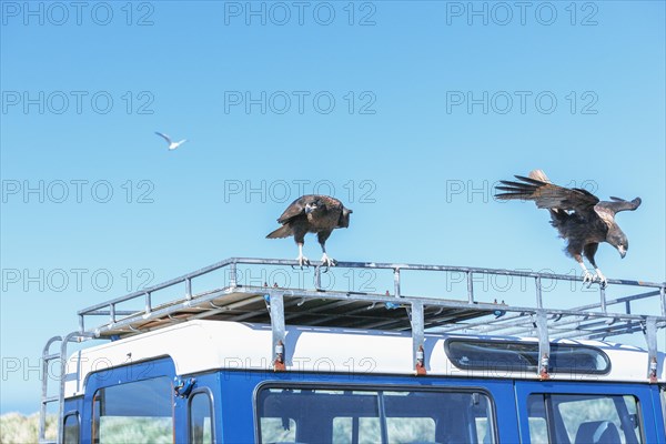 Striated Caracaras