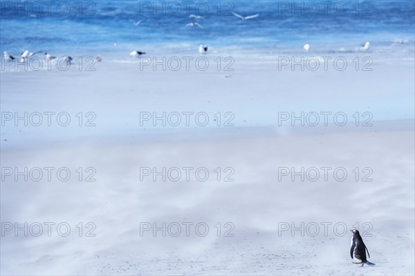 Gentoo Penguin