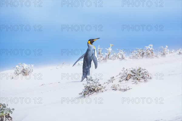 King penguin