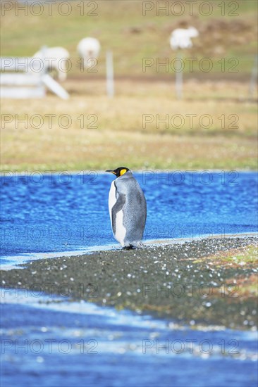 King Penguins