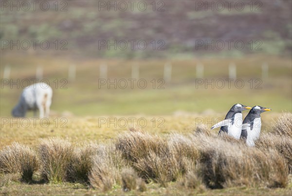 Gentoo Penguins