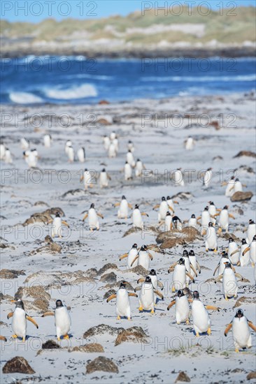 Gentoo Penguins