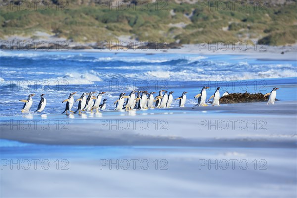 Gentoo Penguins