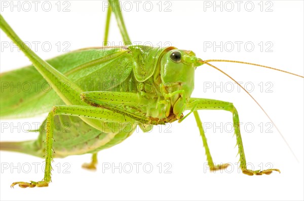 Green grasshopper