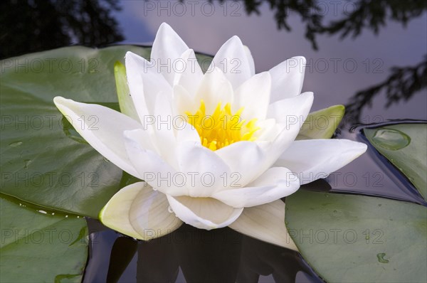 Flowering european white water lily