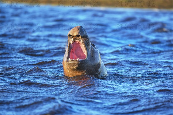 Southern elephant seal