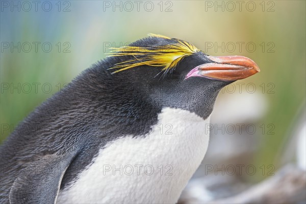 Close-up of a macaroni penguin