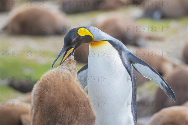 An adult King penguin