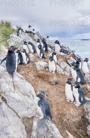 Group of rockhopper penguins