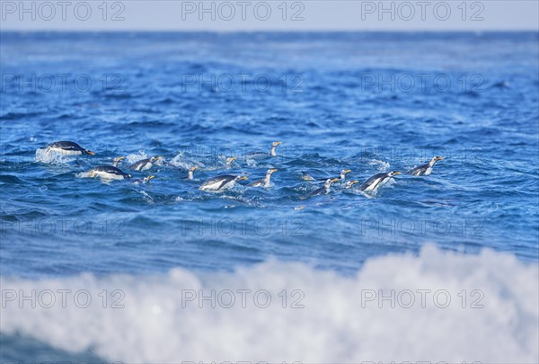 Gentoo penguins