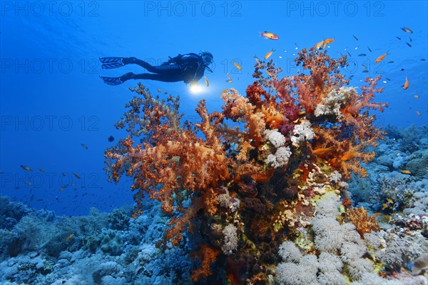 Diver hovering over coral block with various soft corals