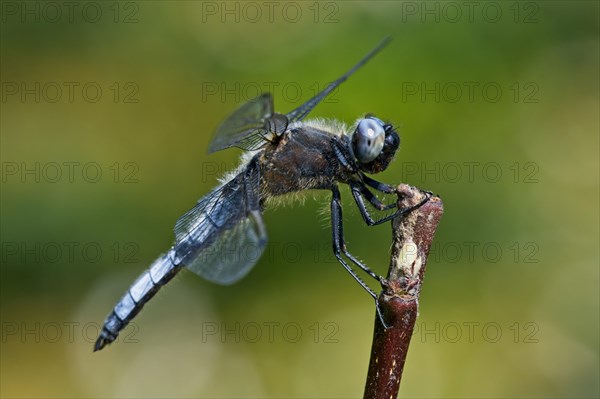 Black-tailed skimmer