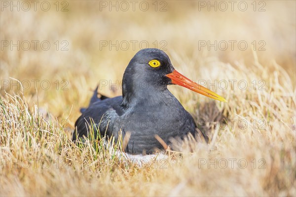 Magellanic oystercatcher