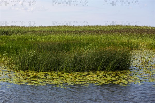 Marshland Memel-Delata