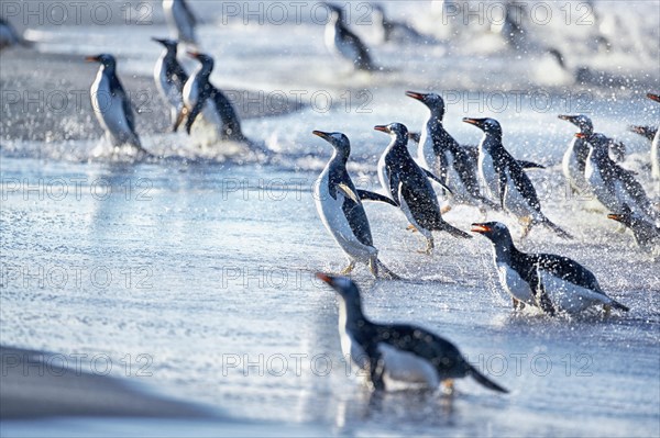 Gentoo Penguins