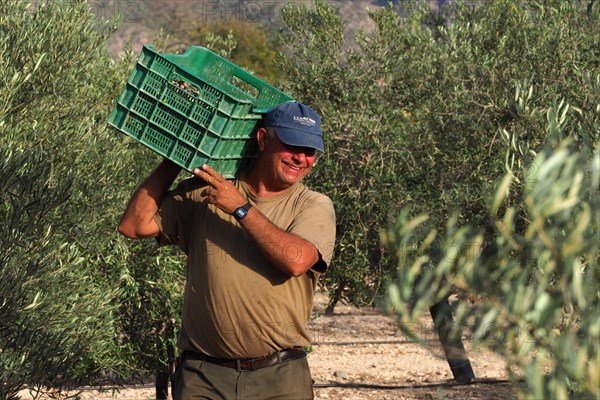 Olive harvest