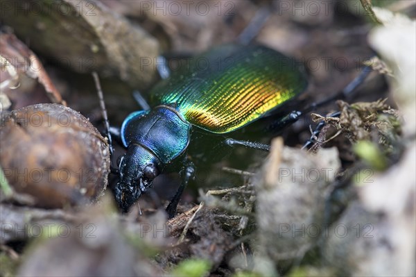 Forest caterpillar hunter