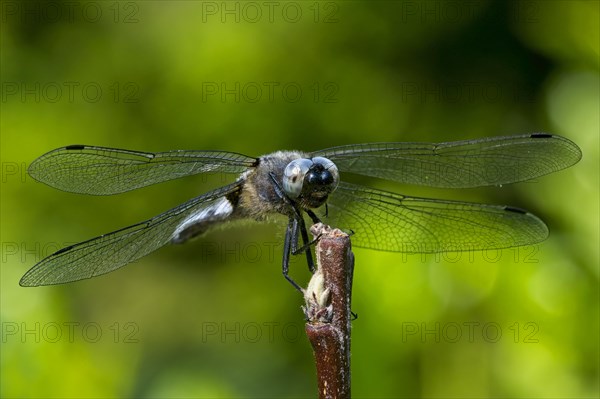 Black-tailed skimmer