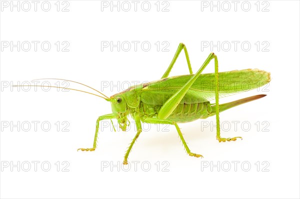 Green grasshopper