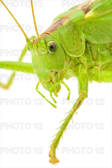 Green grasshopper