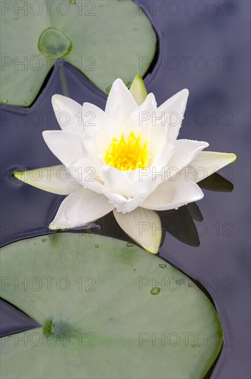 Flowering european white water lily