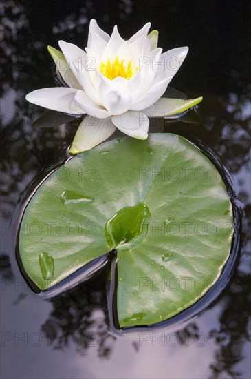 Flowering european white water lily