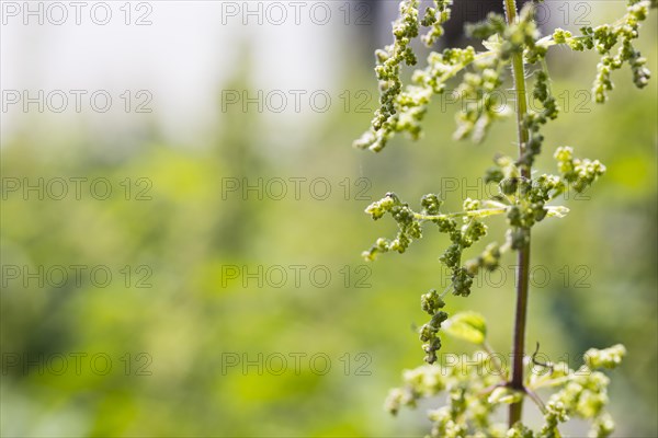 Stinging nettle