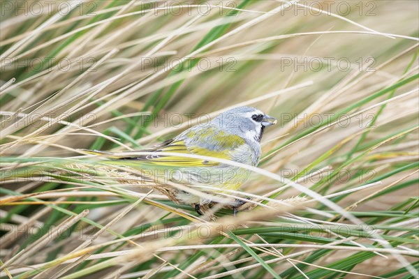 white-bridled finch