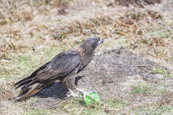 Striated Caracaras