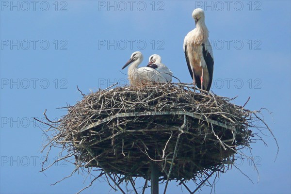 Storks