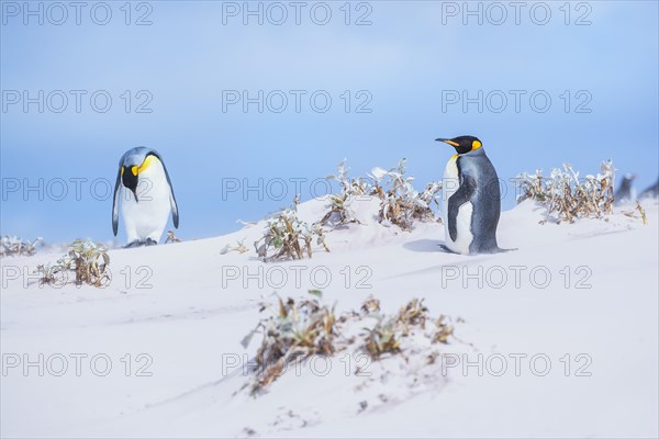 King penguins