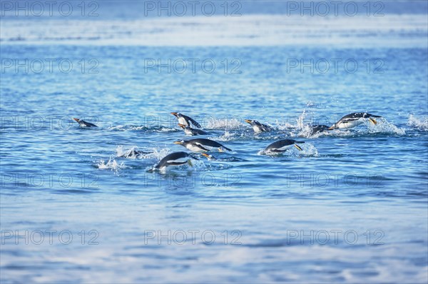 Gentoo penguins