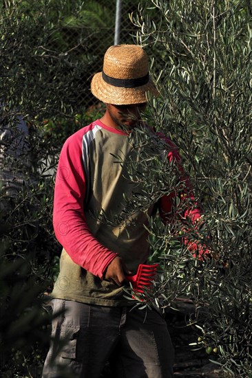 Olive harvest